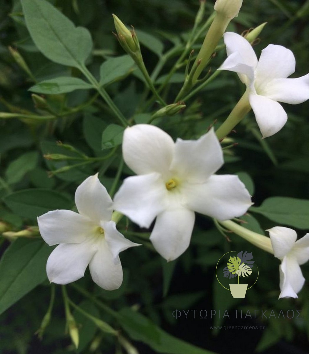 Γιασεμί Χιώτικο (Jasminum grandiflorum) - 3